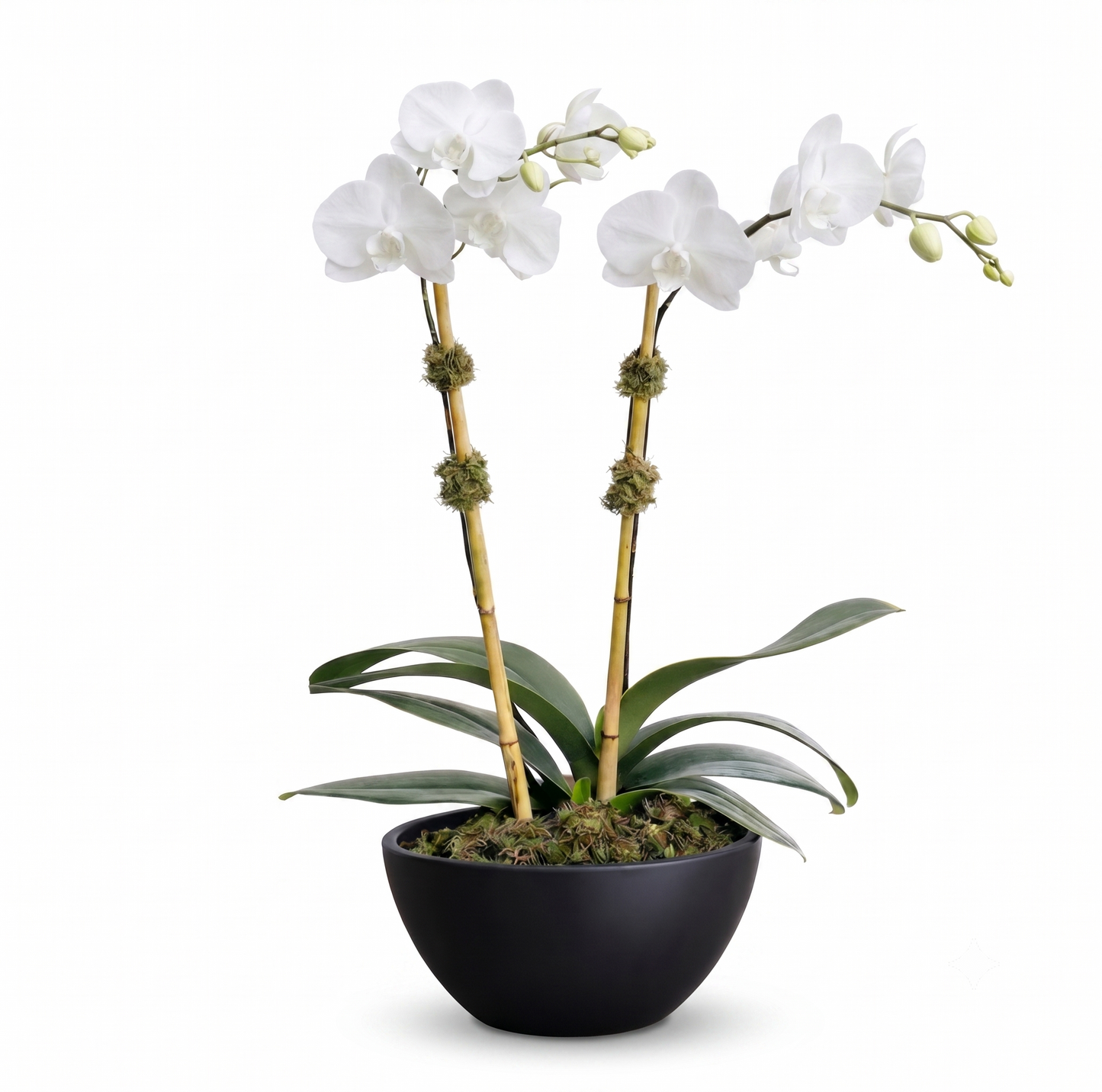 White Phalaenopsis Elegance
