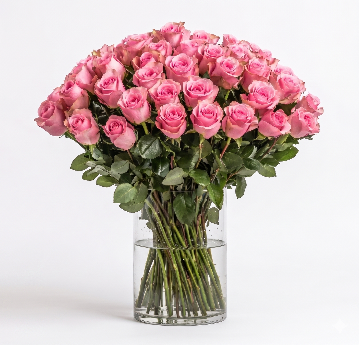 Peach Rose Everyday