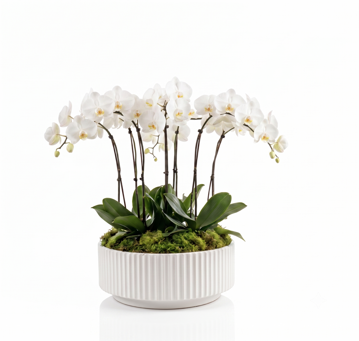White Orchid Plant Arrangement