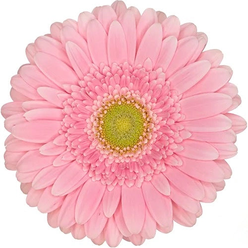 Pink Gerbera