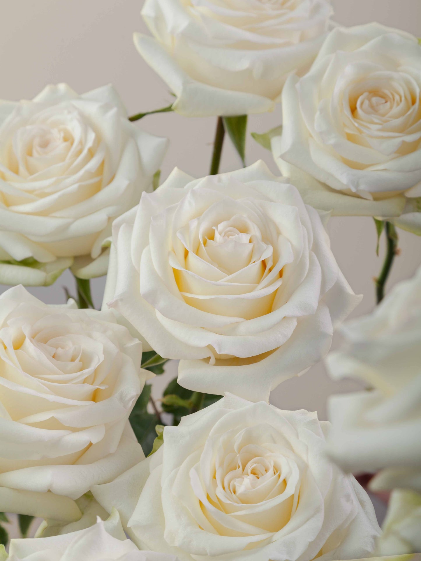 White Roses