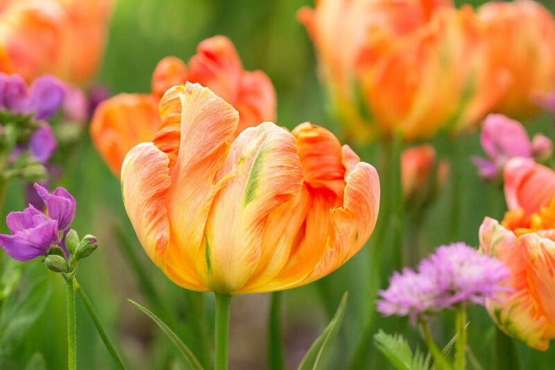 Same-Day Flower Delivery in Miami: Everything You Need to Know