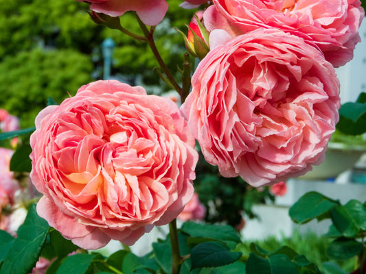 Where the World's Best Roses Come From — and Why It Matters