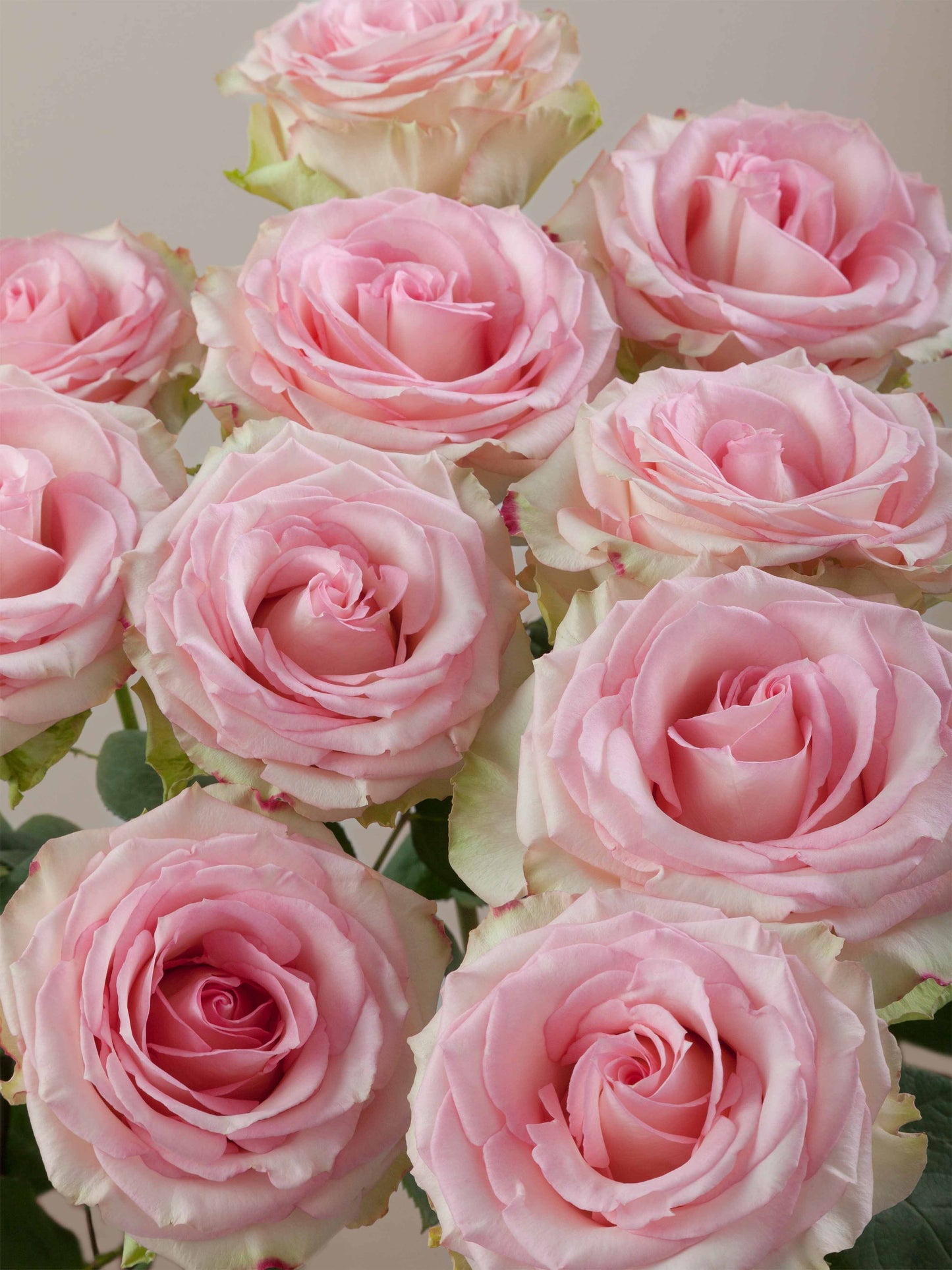 Pink Roses