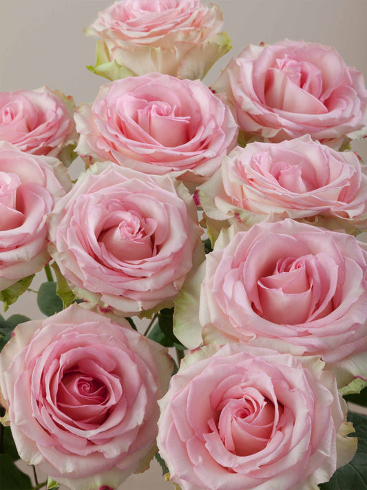 Pink Roses