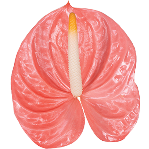 Pink Anthurium