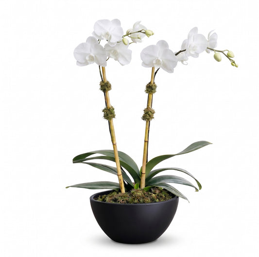 White Phalaenopsis Elegance