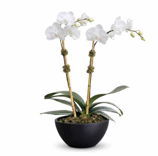 White Phalaenopsis Elegance