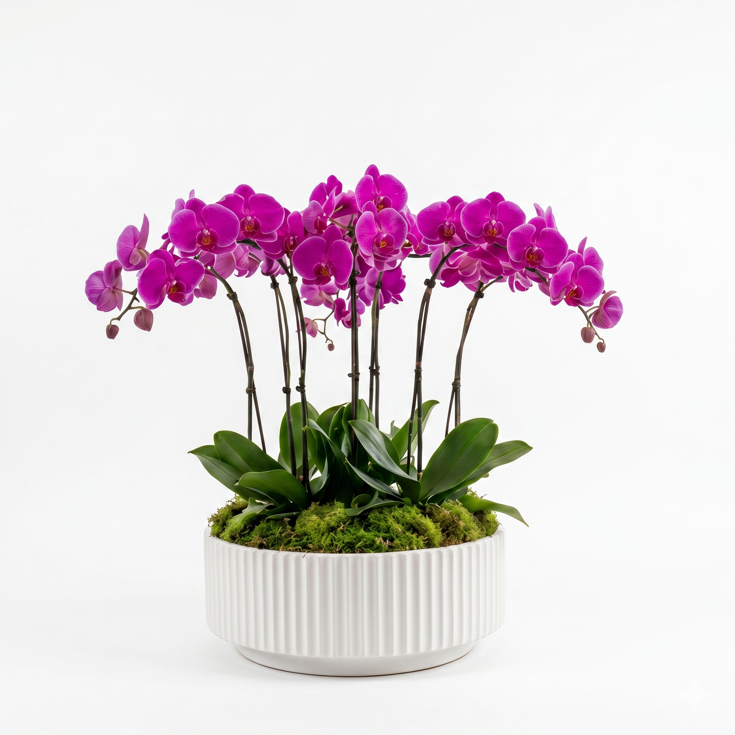 Purple Orchid Plant Arrangement