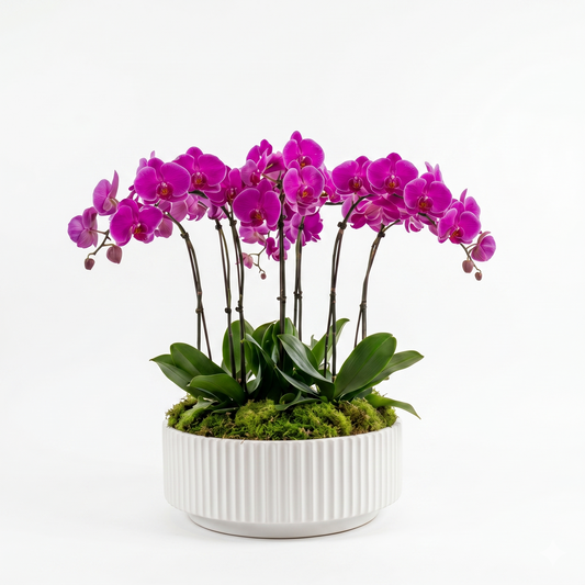 Purple Orchid Plant Arrangement