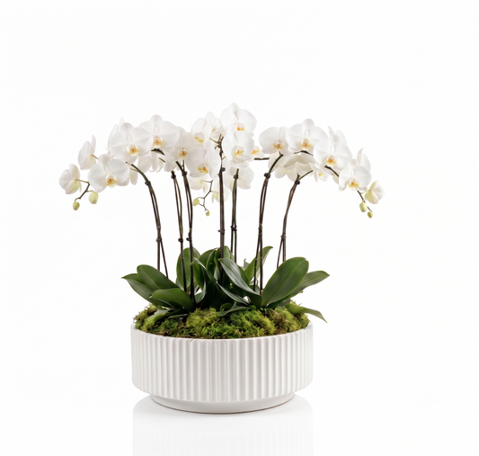 White Orchid Plant Arrangement