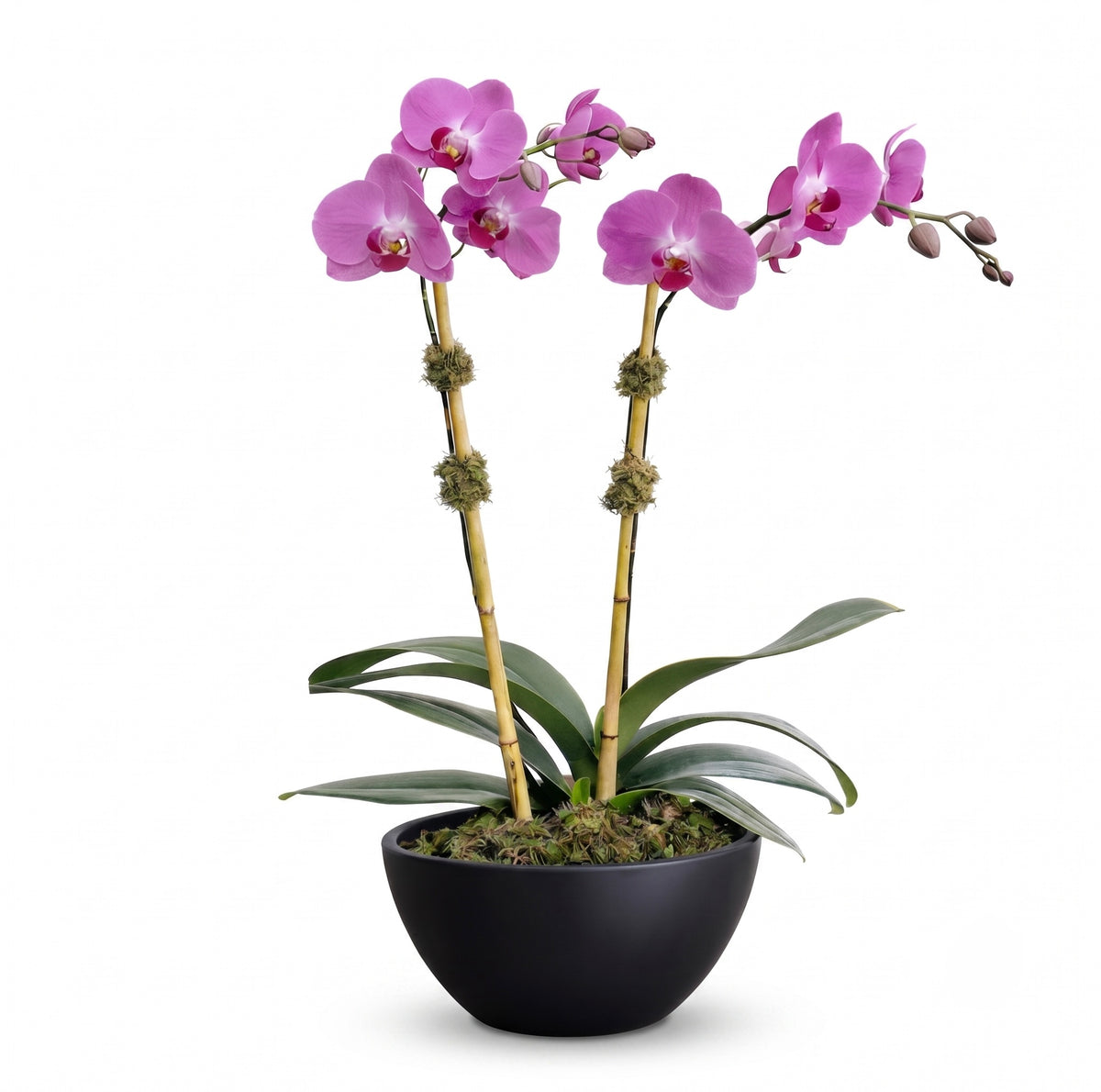 Purple Phalaenopsis Elegance