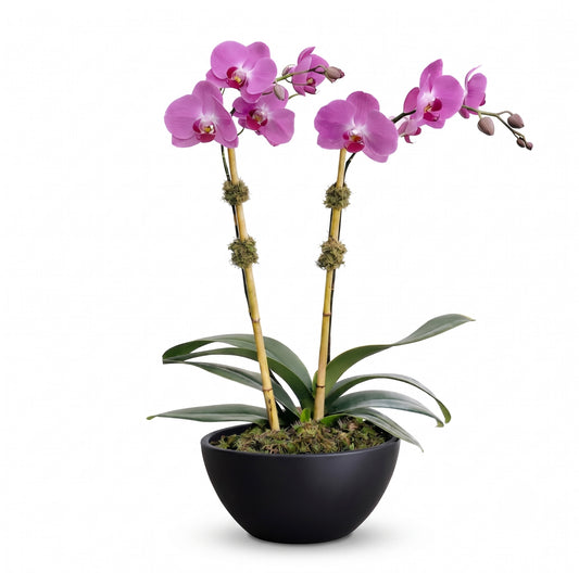 Purple Phalaenopsis Elegance