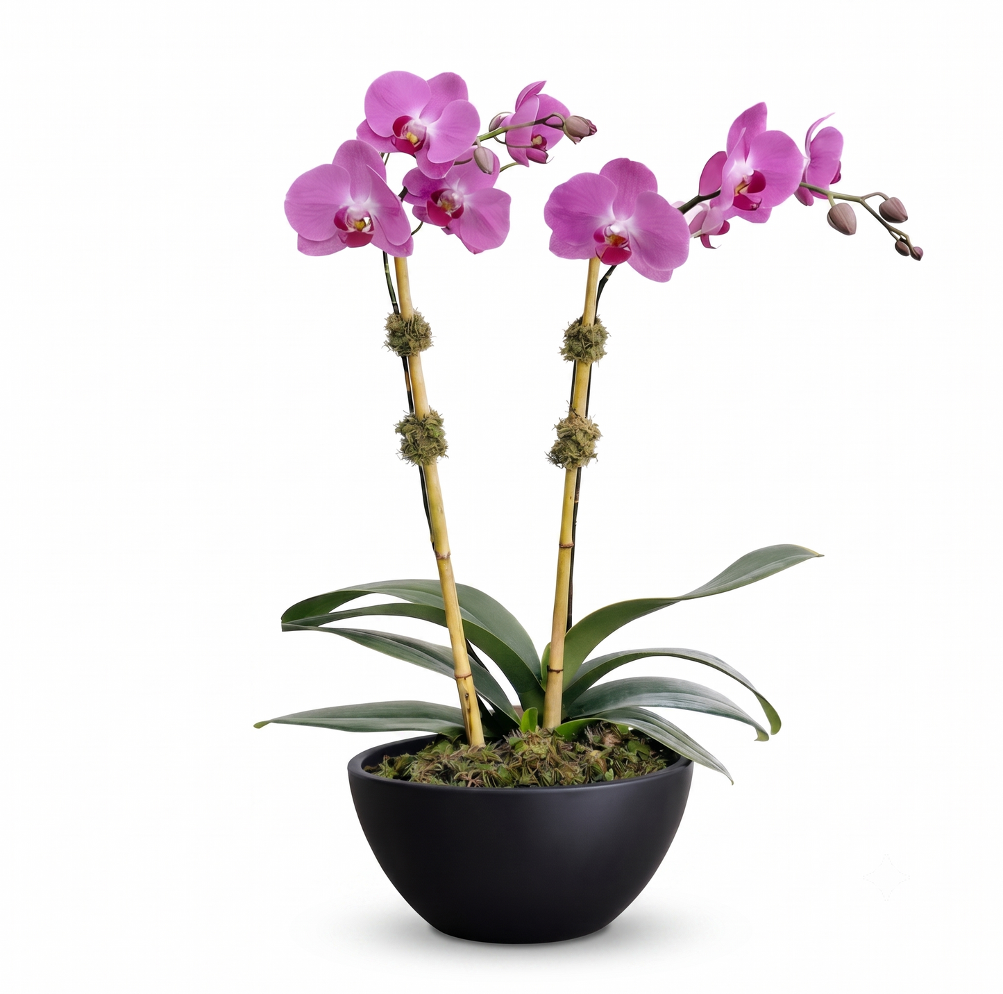 Purple Phalaenopsis Elegance