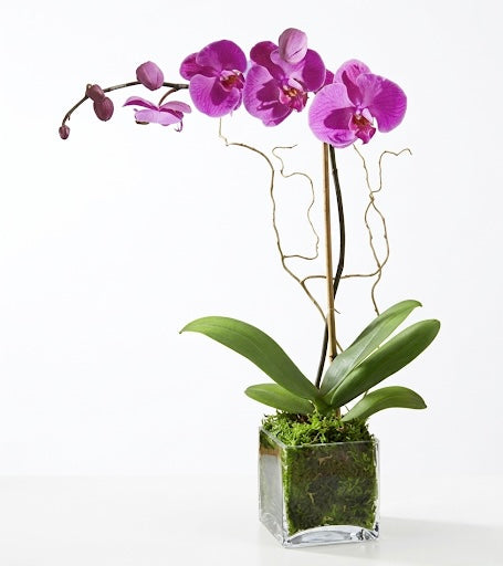 Purple Orchid in a Vase
