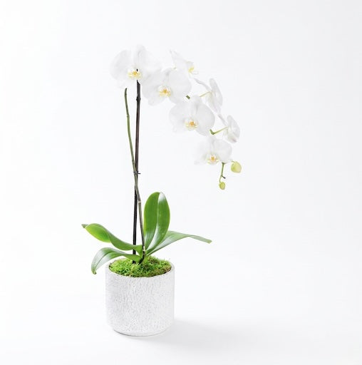 White Orchid in White Vase