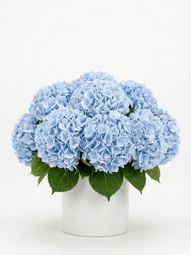 Blue Cloud of Hydrangeas