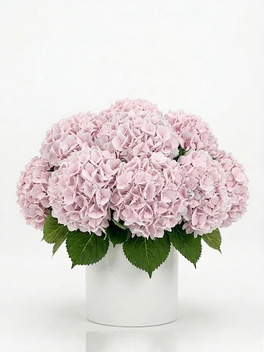 Pink Hydrangeas