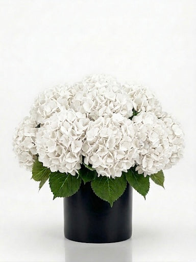 Pure Hydrangeas