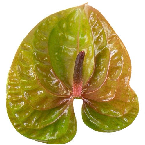 Green Anthurium