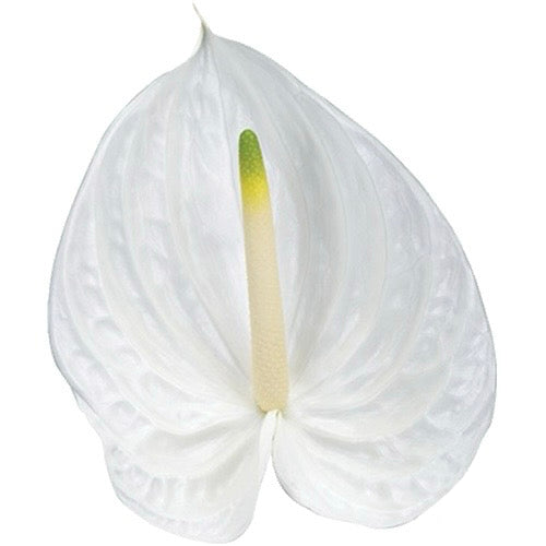 White Anthurium