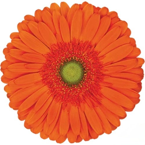 Orange Gerbera