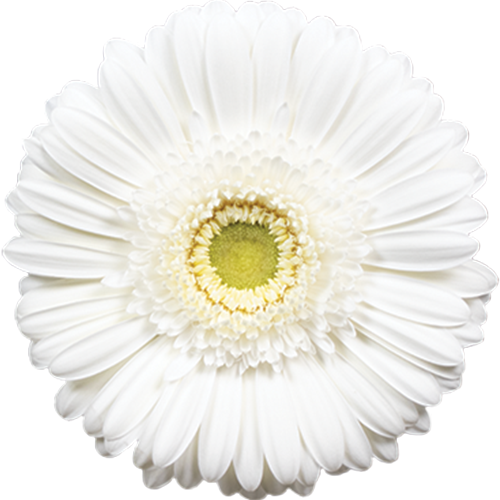 White gerbera