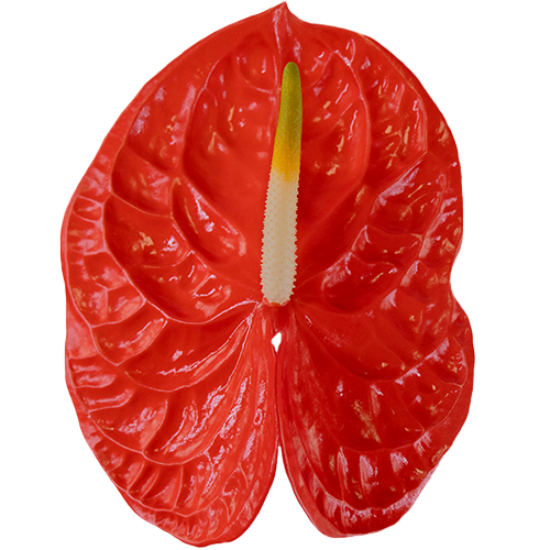 Anthurium