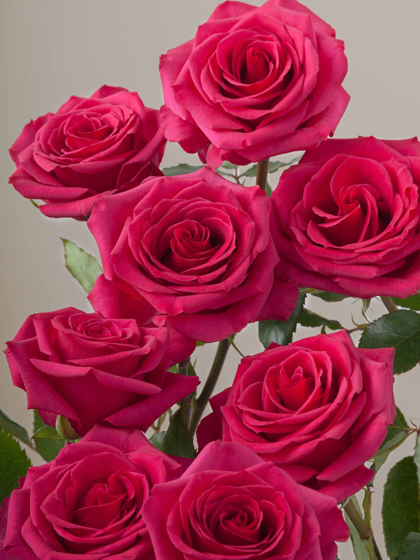 Hot Pink Roses
