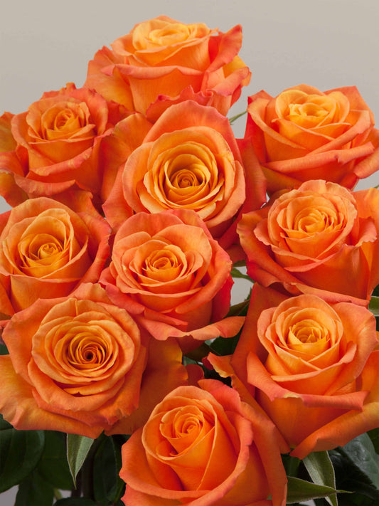 Orange Roses