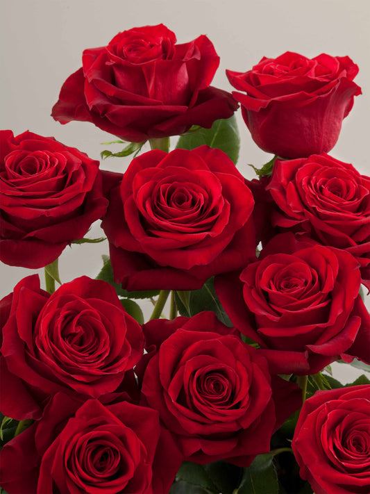 Red Roses