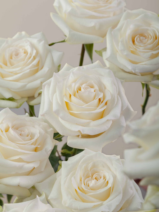 White Roses
