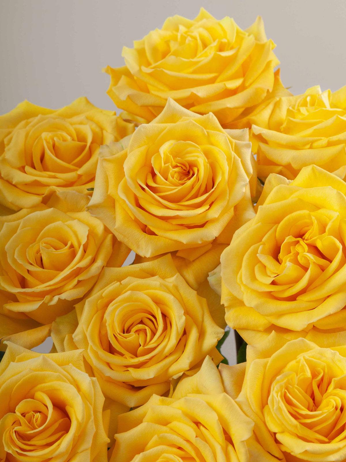Yellow Roses